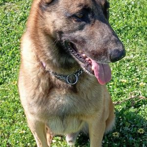 Ruhu Training & Behaviour